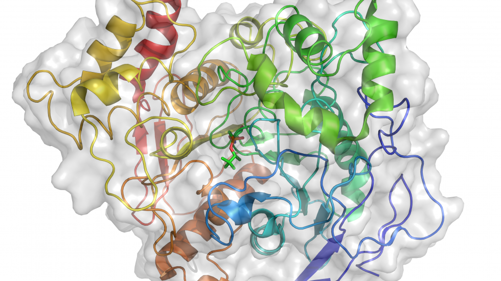 Representación del conjugado sománico de acetilcolinesterasa